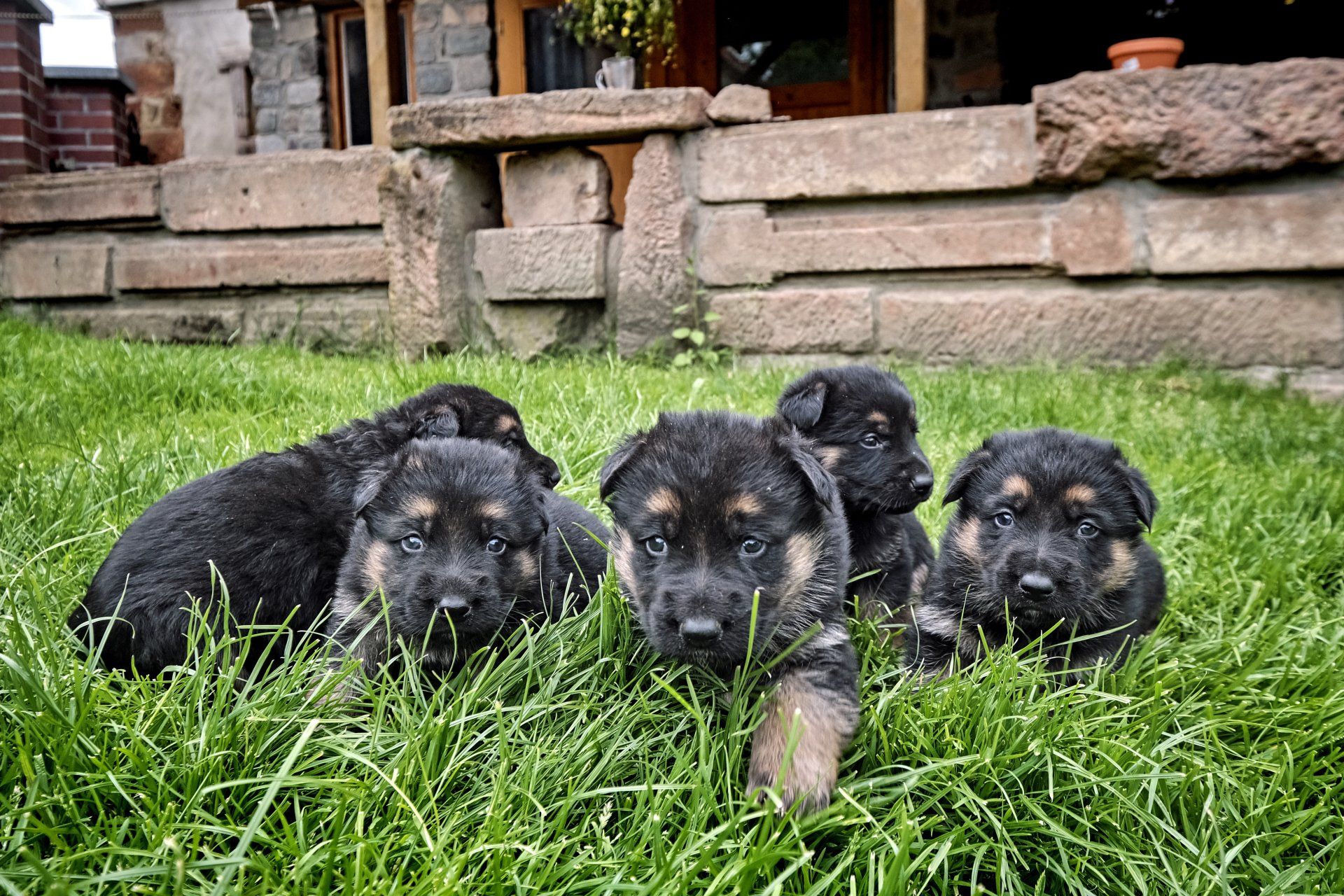 Schäferhundewelpen im Alter von 4 wochen