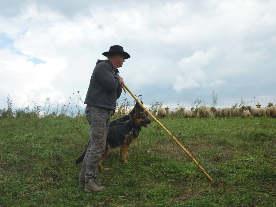 Ein Schäfer mit seinen Hunden an der Schafherde