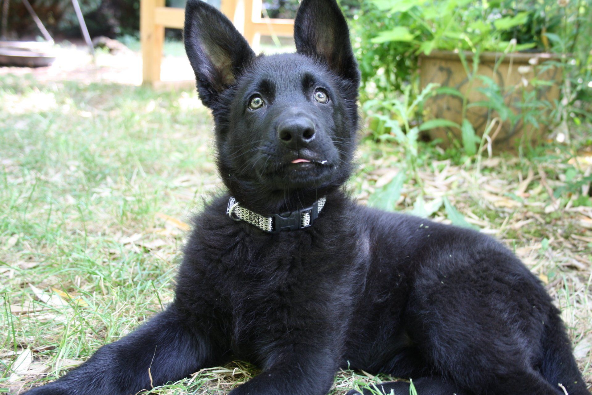 Schwarzer Schäferhund-Welpe mit Halsband.