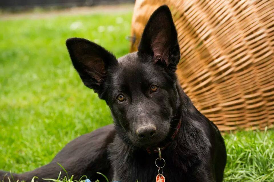 Ein schwarzer Schäferhund-Welpe im Graß.