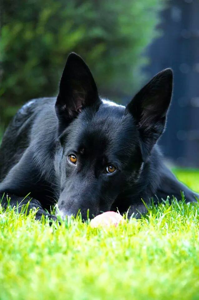 Ein Lack-schwarzer Schäferhundwelpe mit fünf Monaten.