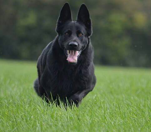 Schwarzer Schäferhund beim rennen im Graß.