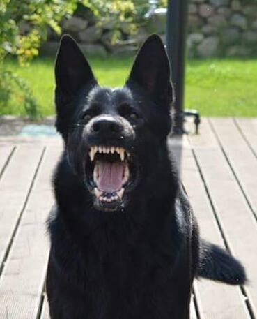 Eion schwarzer Schäferhund (Hündin) zeigt ihre Zähne.