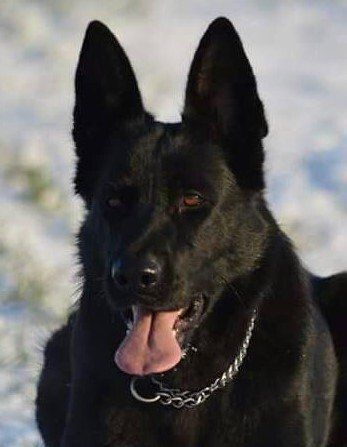 Schwarzer Schäferhund (Hündin)im Portraits