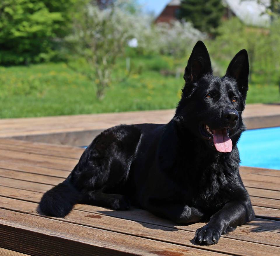Schwarzer Schäferhund liegend am Pool.