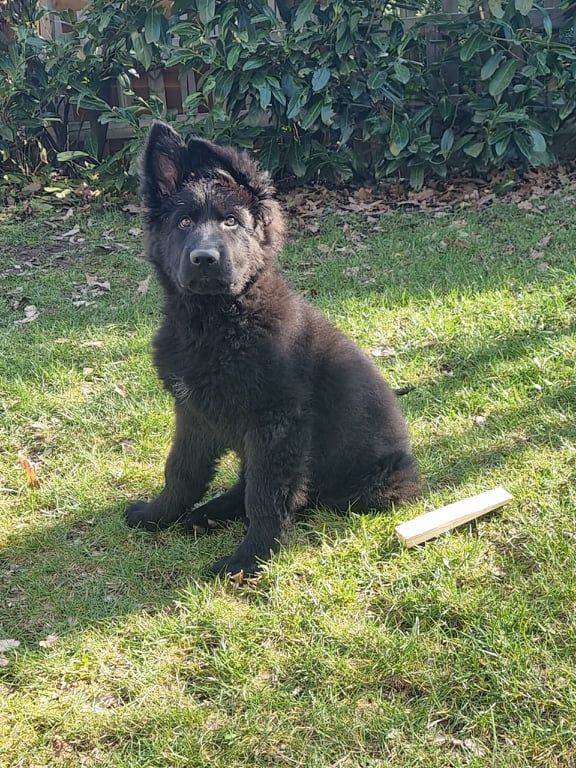 Ein schwarzer Langstockhaar-Schäferhund-Welpe.