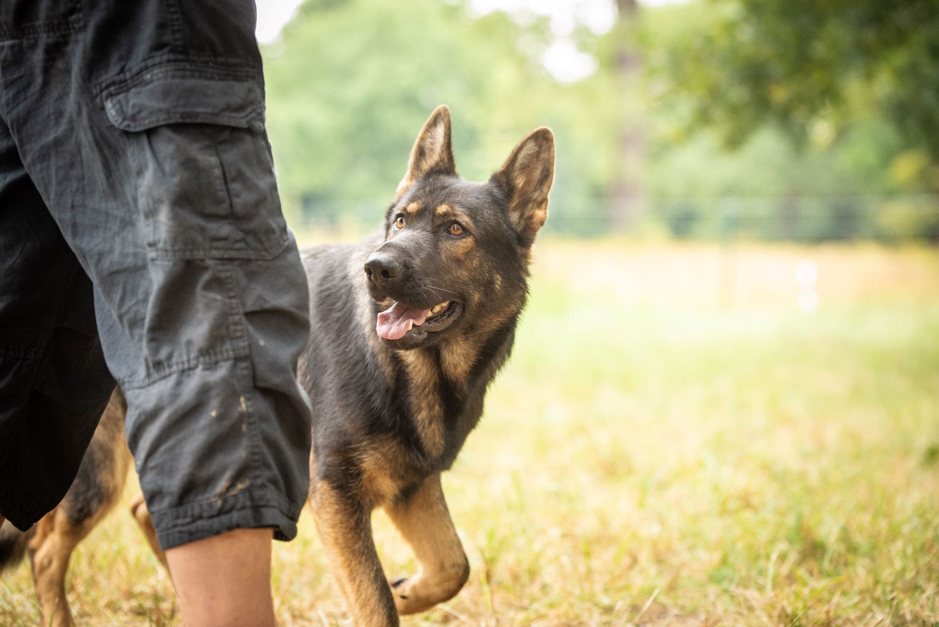 Schäferhunde aus DDR-Linie und zwei gasthunde beim wandern