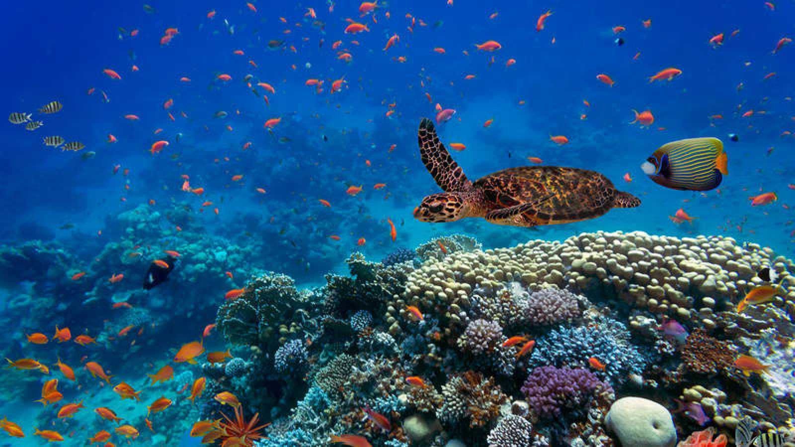 Defendiendo el ecosistema marino español