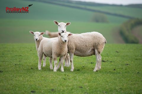 Lleyn sheep for sale from Innovative sheep Breeding