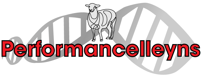 Performancelleyns, Lleyn sheep for sale from Innovative Sheep Breeding