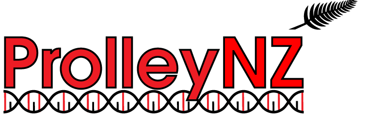 ProlleyNZ,composite lleyn sheep for sale from Innovative sheep Breeding