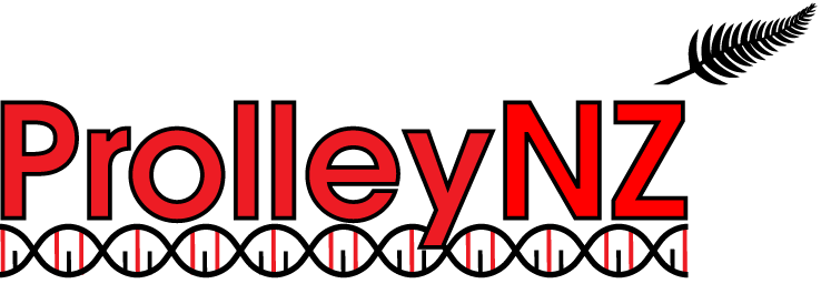 ProlleyNZ, composite lleyn sheep for sale from Innovative Sheep Breeding