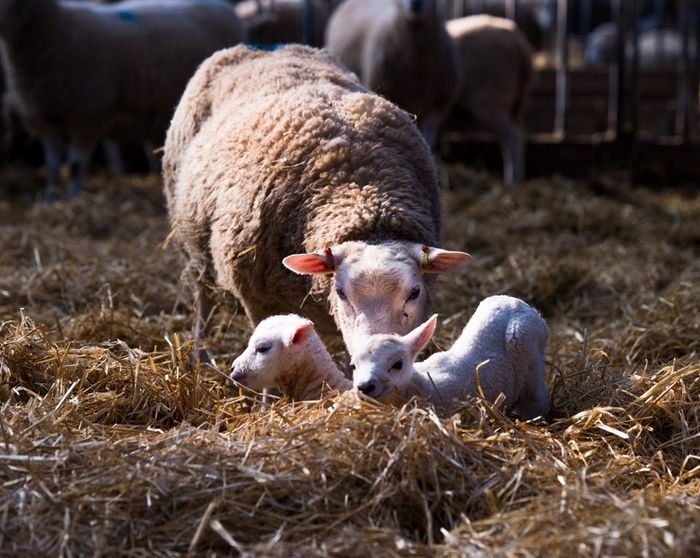 Lleyn sheep for sale from Innovative sheep Breeding