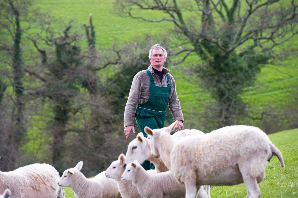 Lleyn Sheep for sale from Innovative sheep breeding / performancelleyns / prolleyNZ