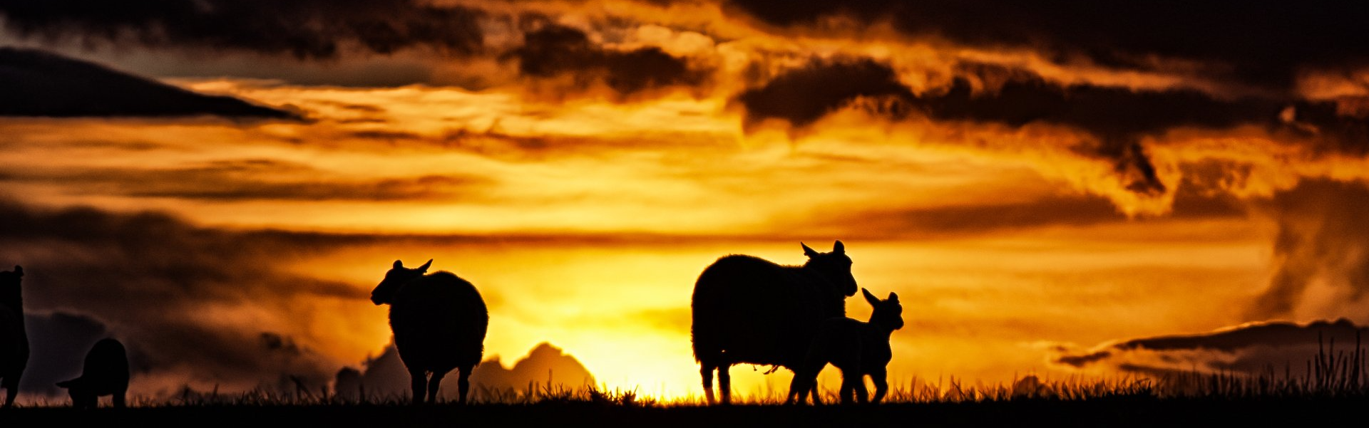 Lleyn sheep for sale from Innovative sheep Breeding