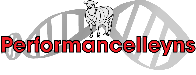 Performancelleyns, Lleyn sheep for sale from Innovative sheep Breeding