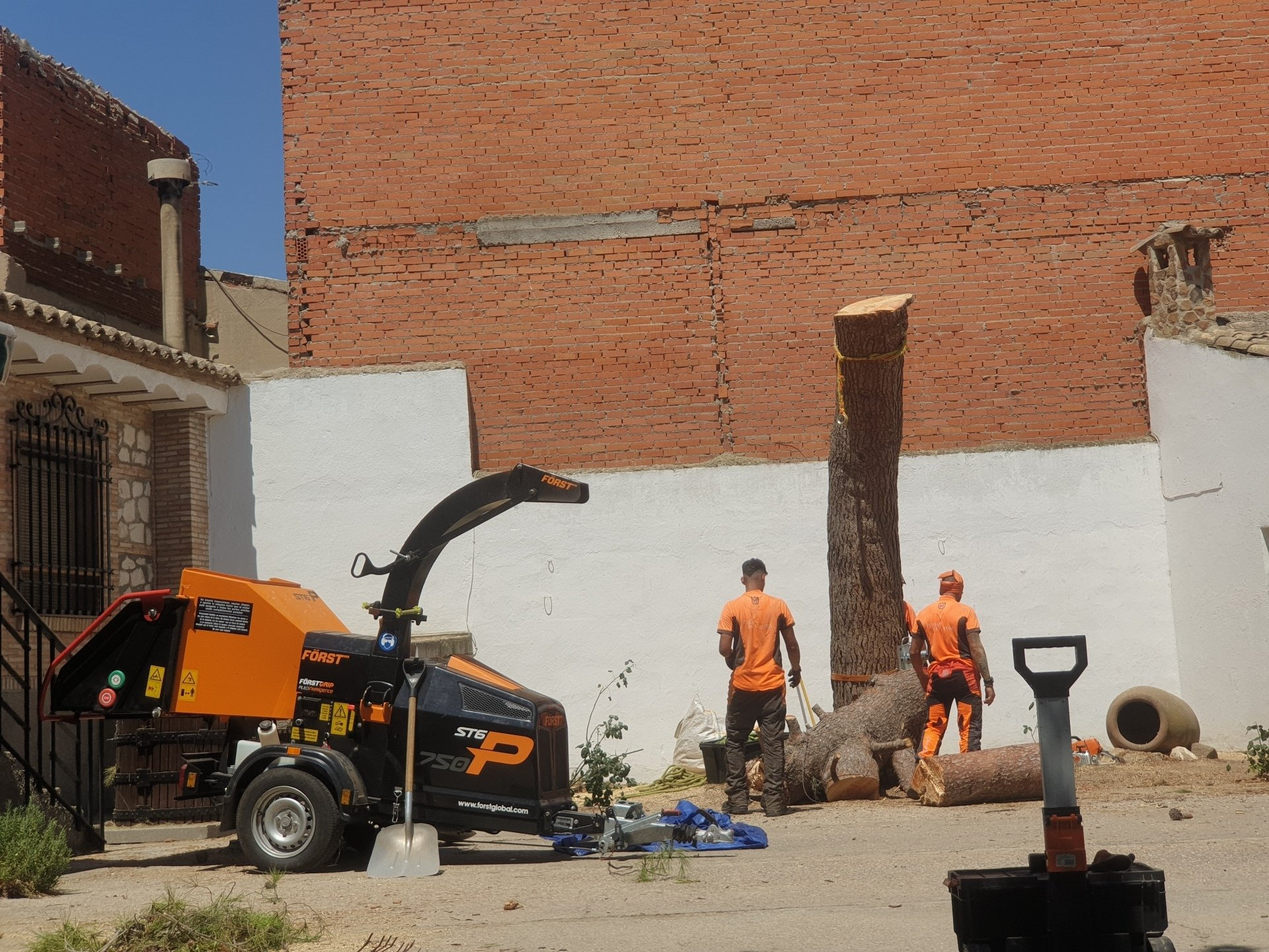 Talas de Árboles y Palmeras en Guadalajara