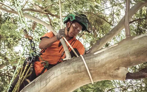 Palabras de un arbolista