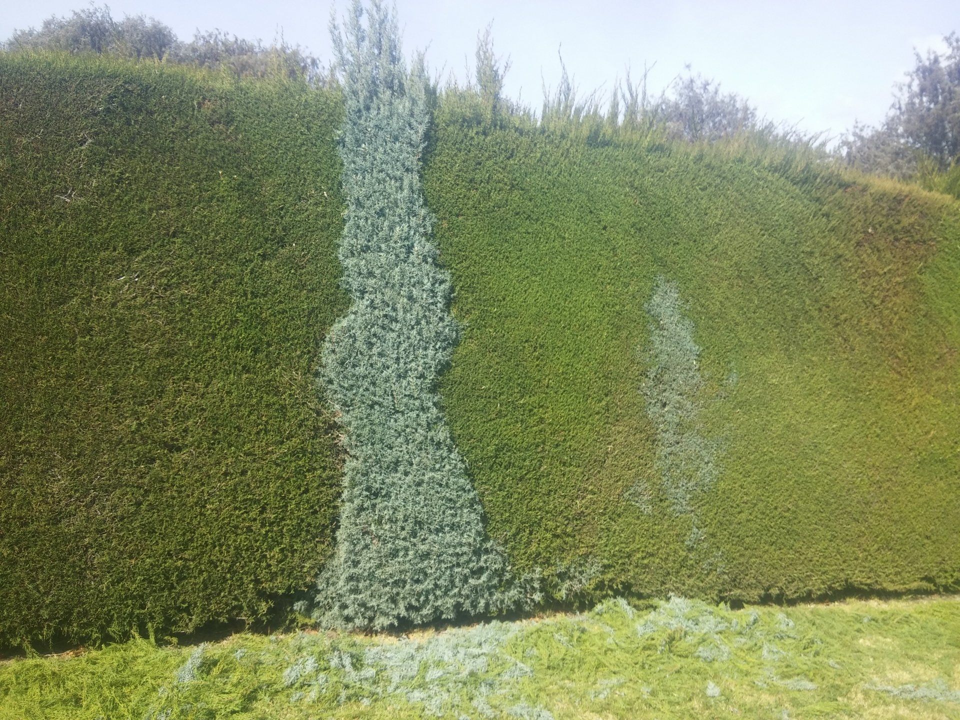 5 consejos para mantener tu jardín