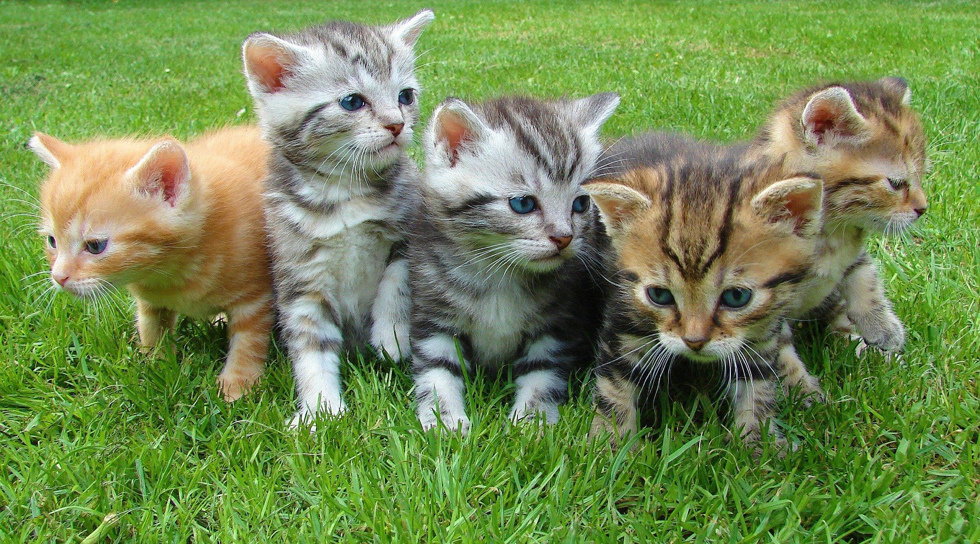 Kootenai Humane Society Endowment Fund