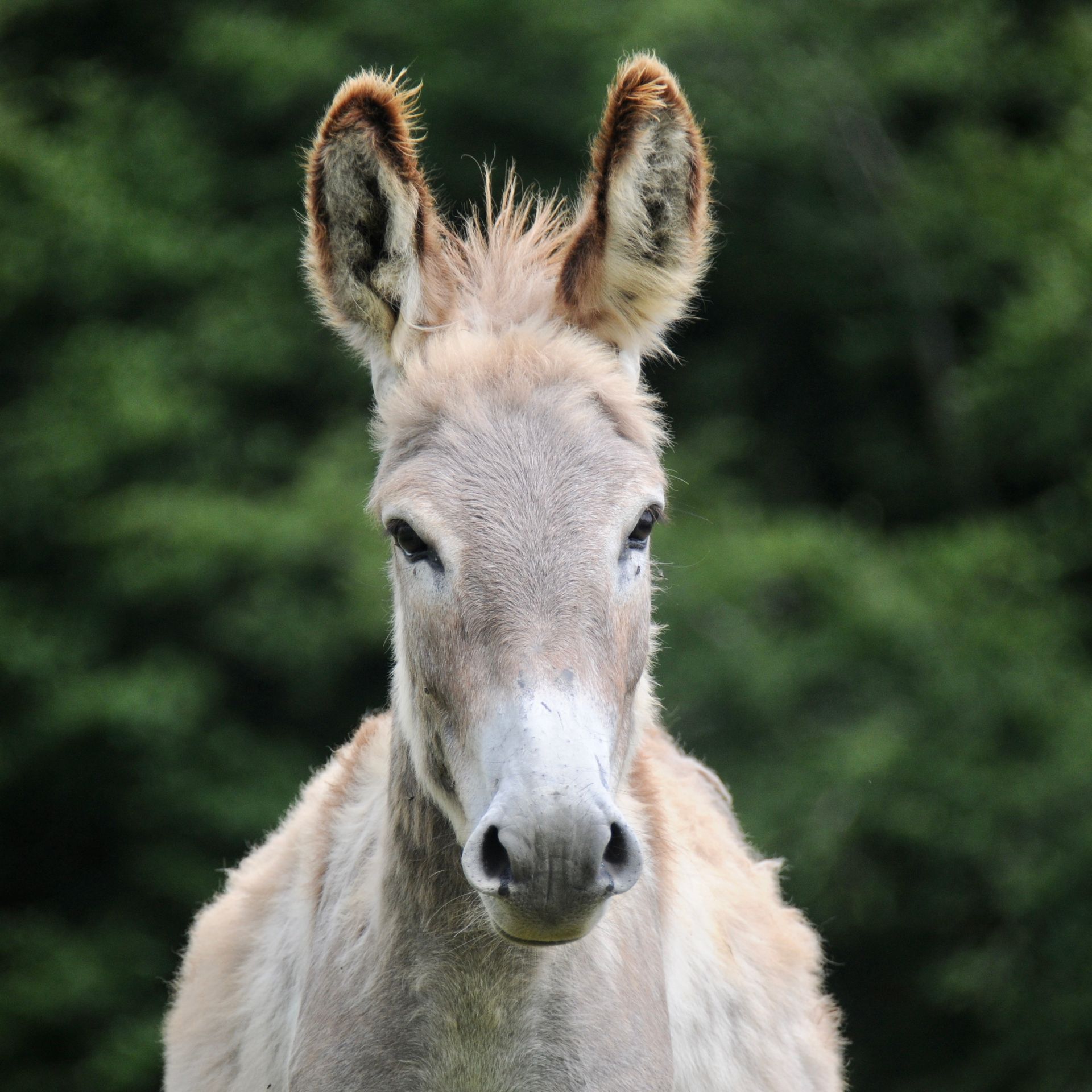 Médiation animale, zoothérapie, zootherapie, mediation animale, équithérapie, equitherapie, médiation équine, mediation equine, formation médiation animale, initiation médiation animale, formation zoothérapie, formation équithérapie, formation médiation équine, Muriel Davezan, Okapis, centre de formation