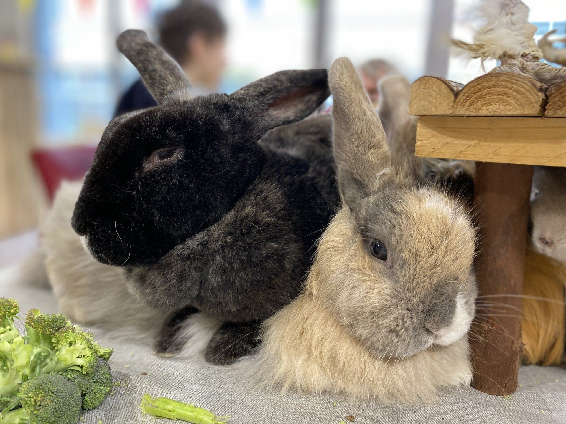 lapin médiation animale