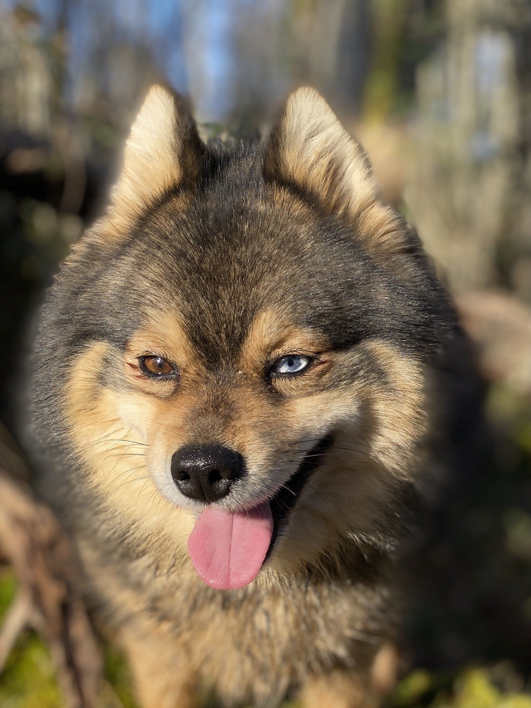 pomsky chien médiation animale
