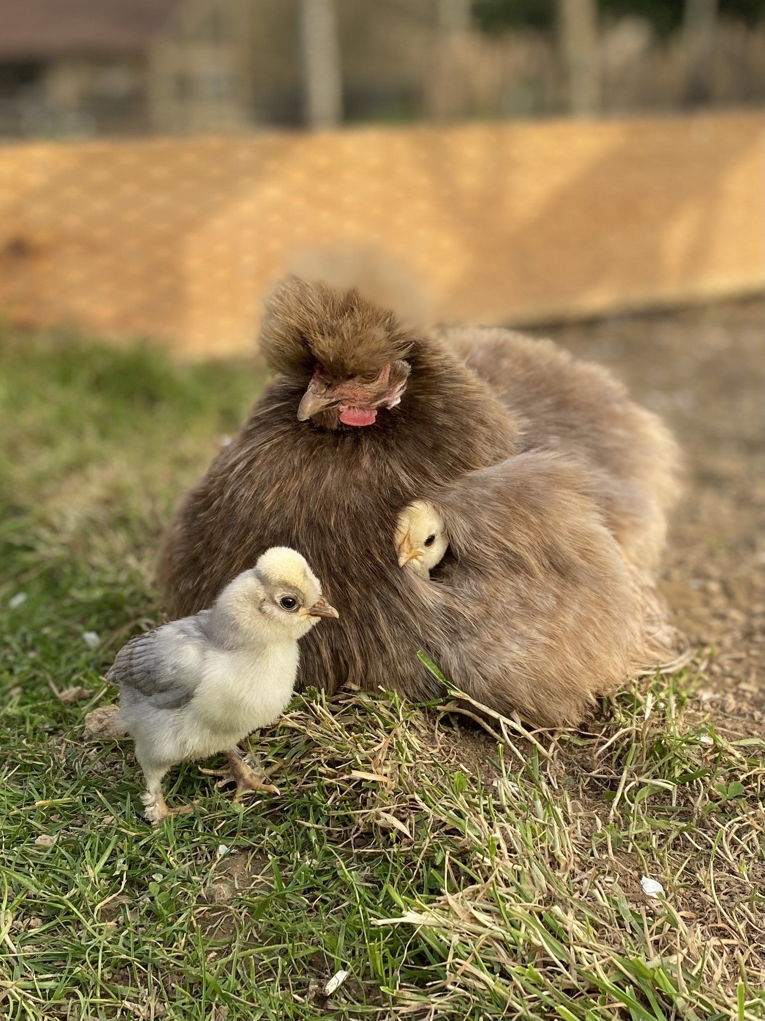 poule médiation animale