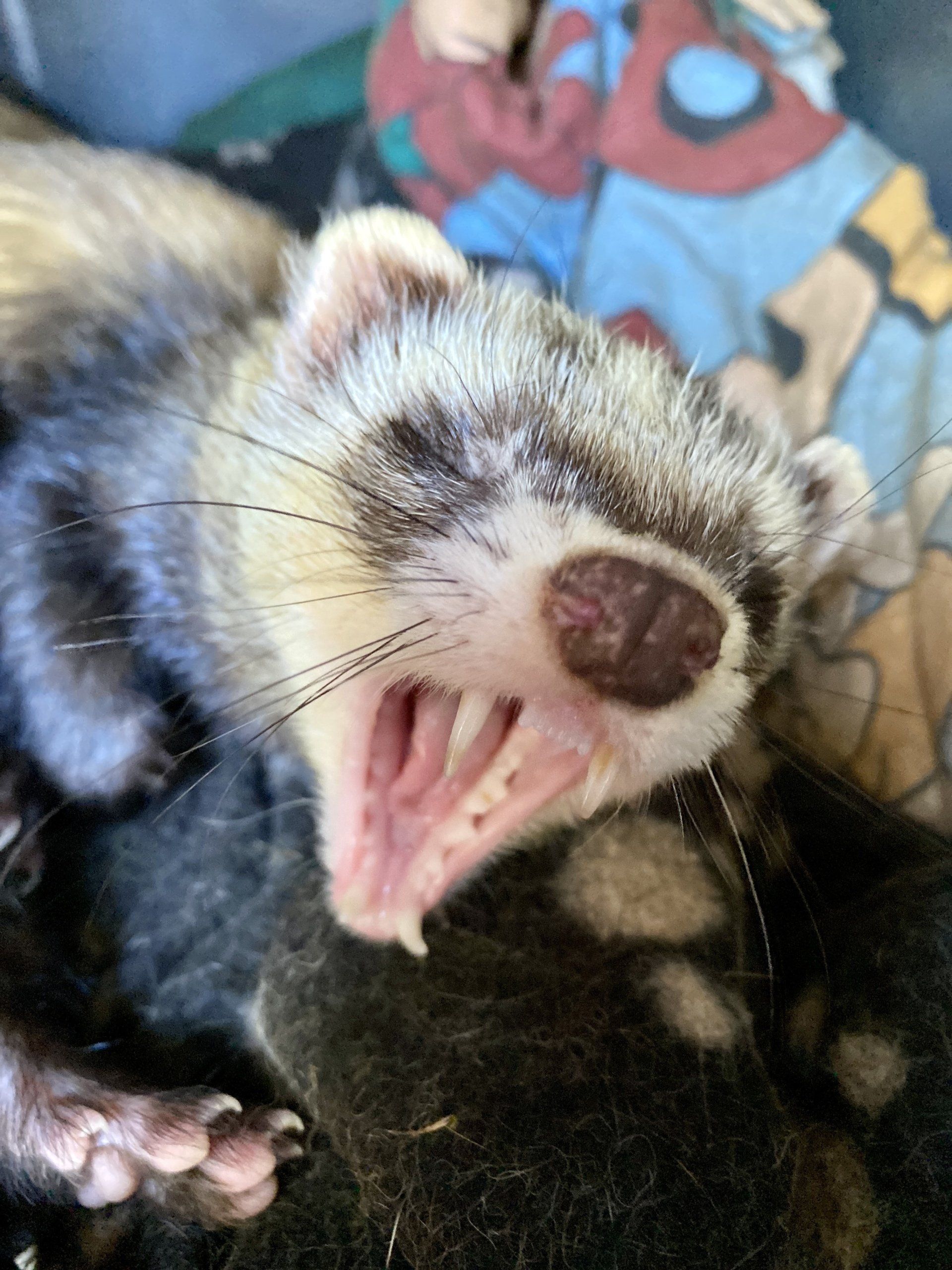 furet médiation animale