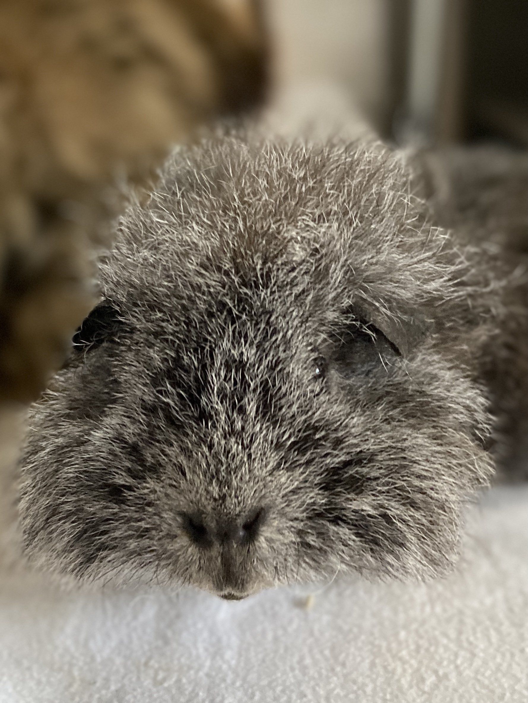 cochon d'Inde médiation animale