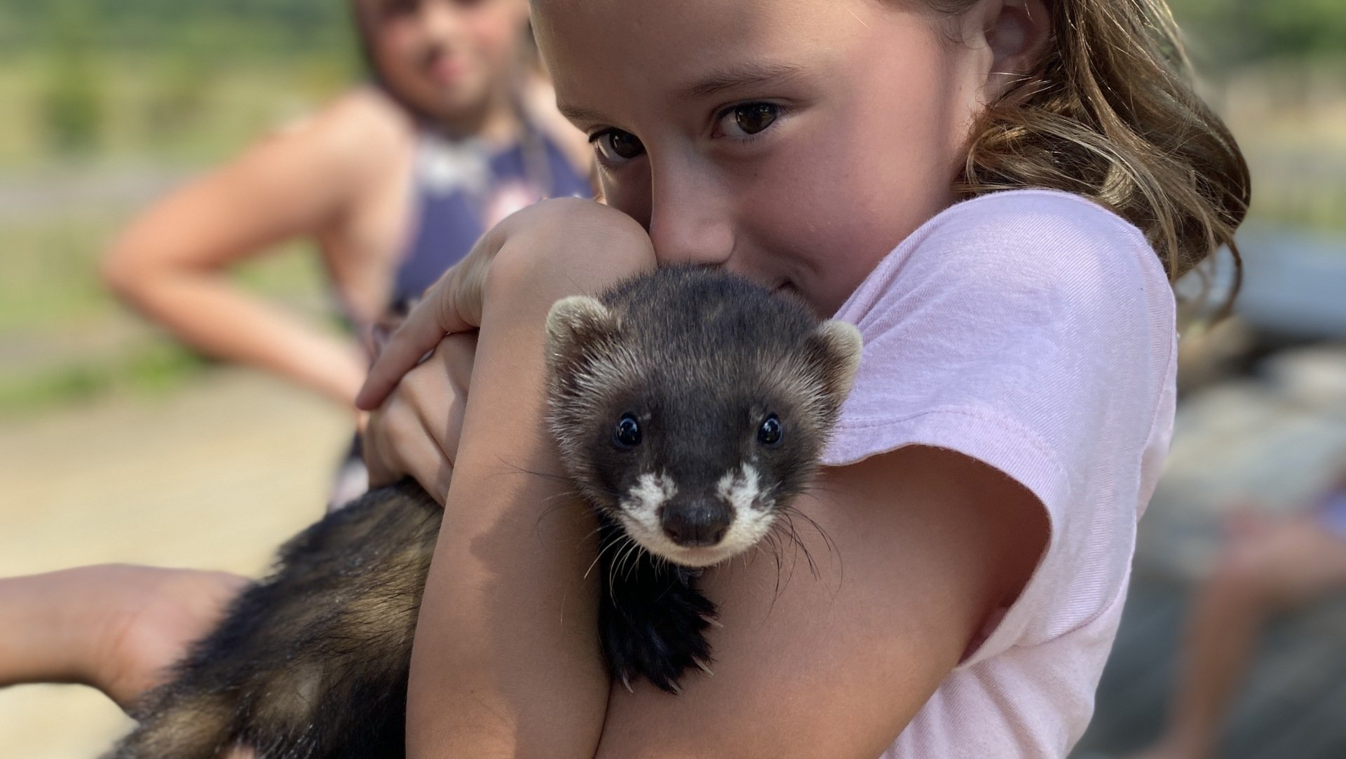 furet Médiation animale