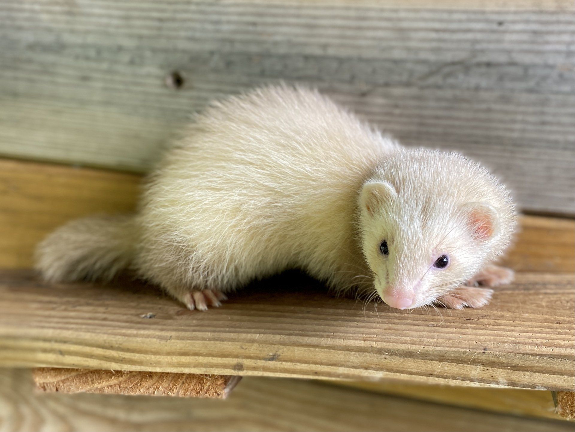 furet médiation animale