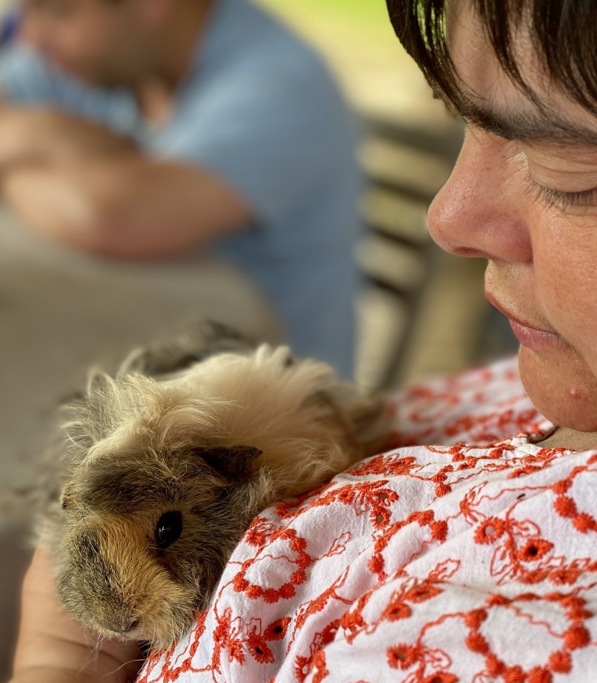 cochon d'Inde Médiation animale