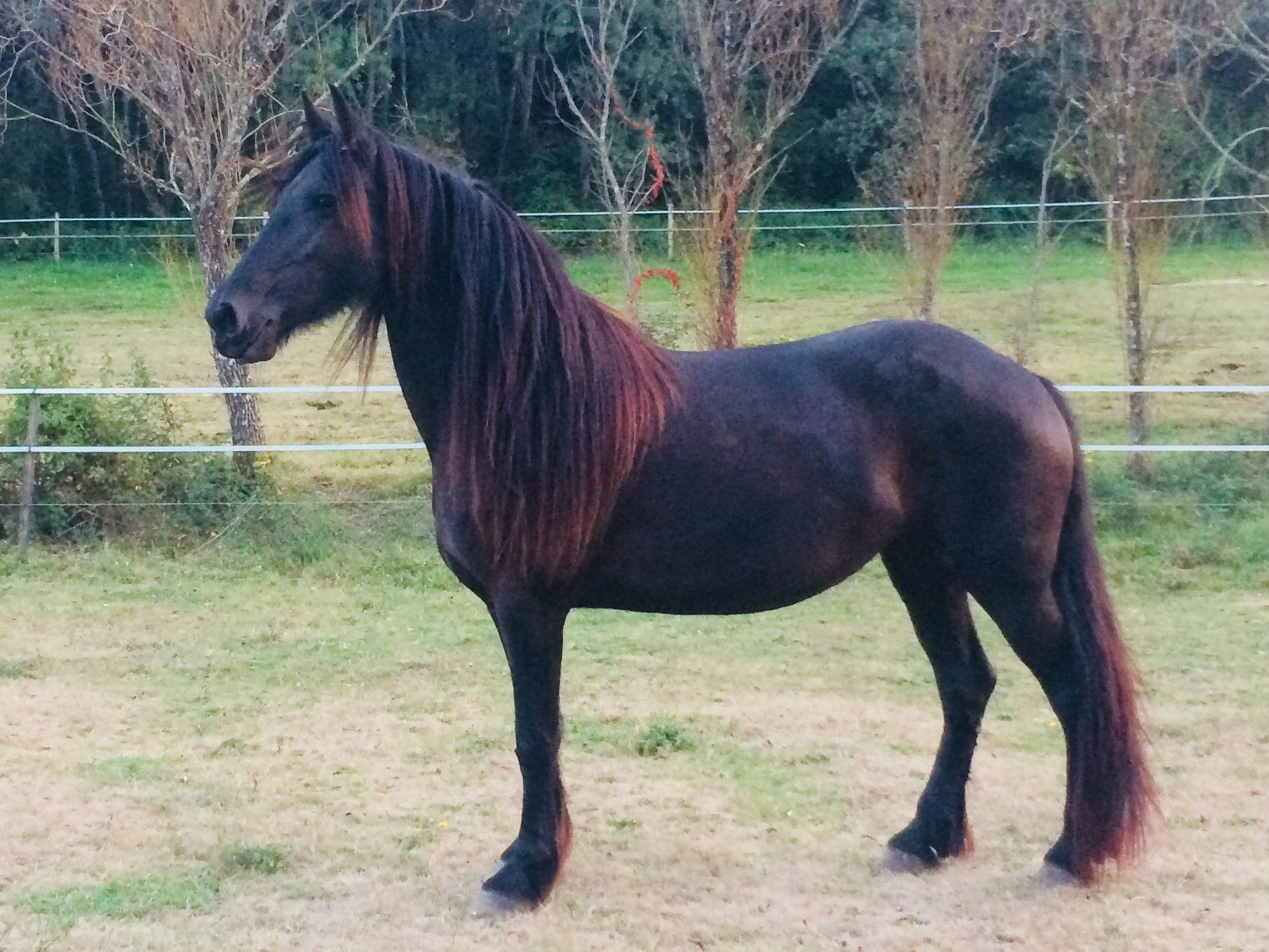 cheval médiation équine équicoaching