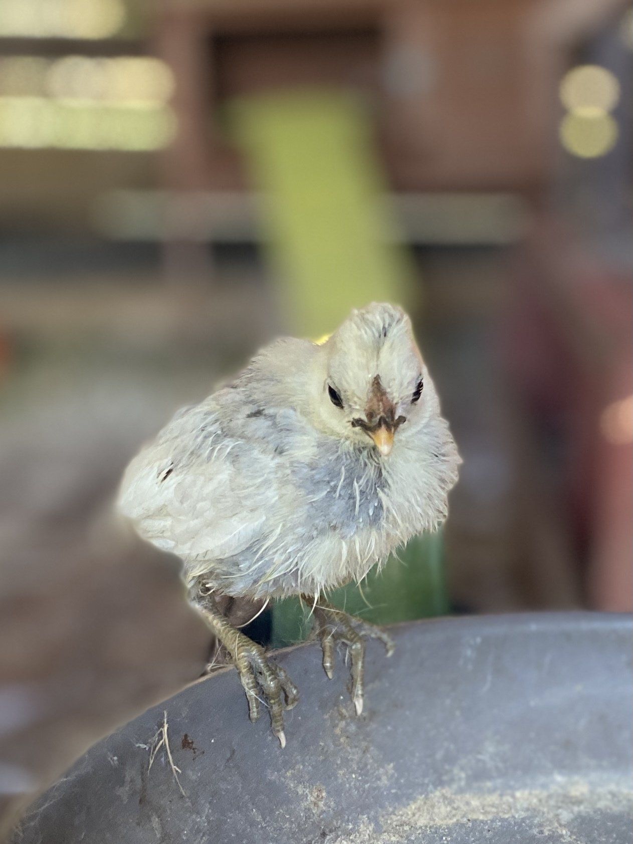 poule poussin médiation animale