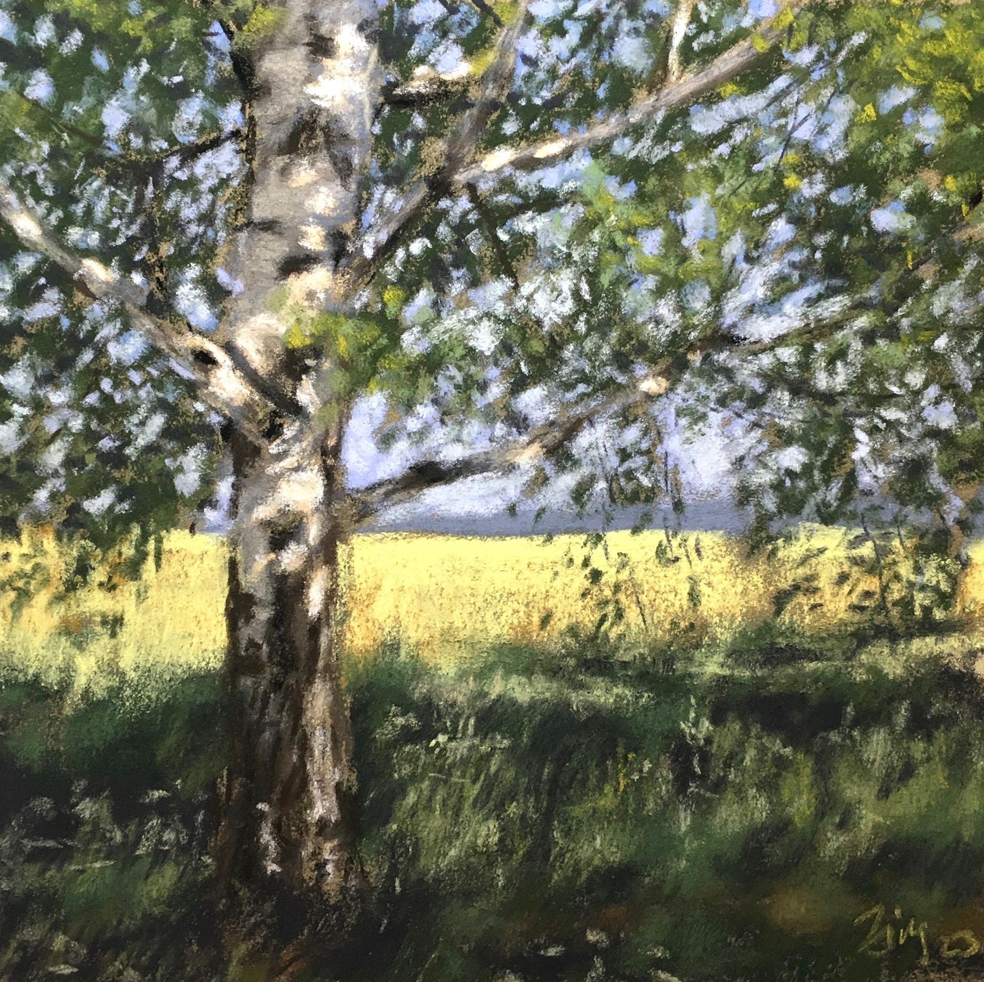 Birke am Rapsfeld - Pastell, 25x25cm (2023) Birke am Rapsfeld - Pastell, 25x25cm (2023)