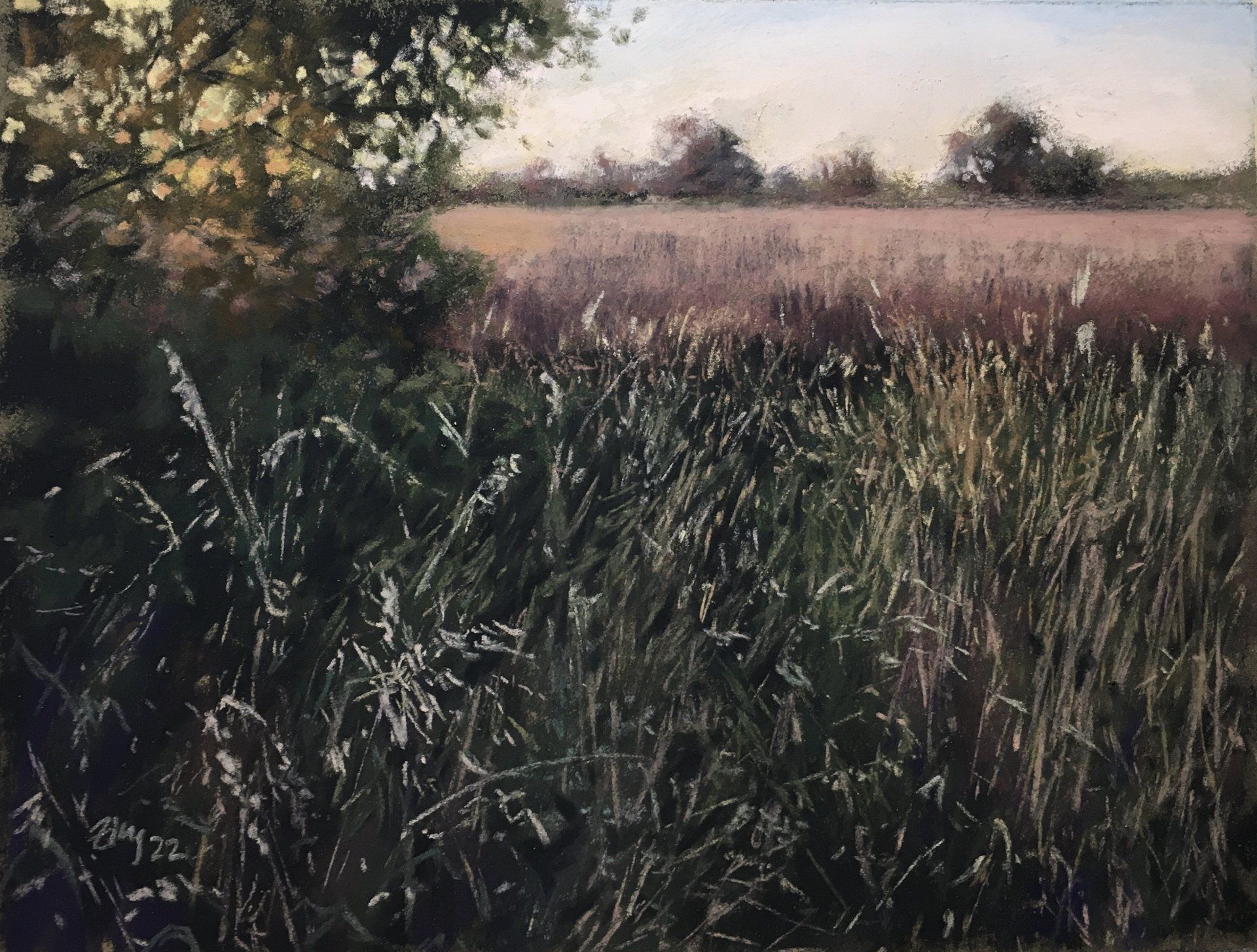 Gräser im Abendlicht - Pastell, 25x32cm (2022)