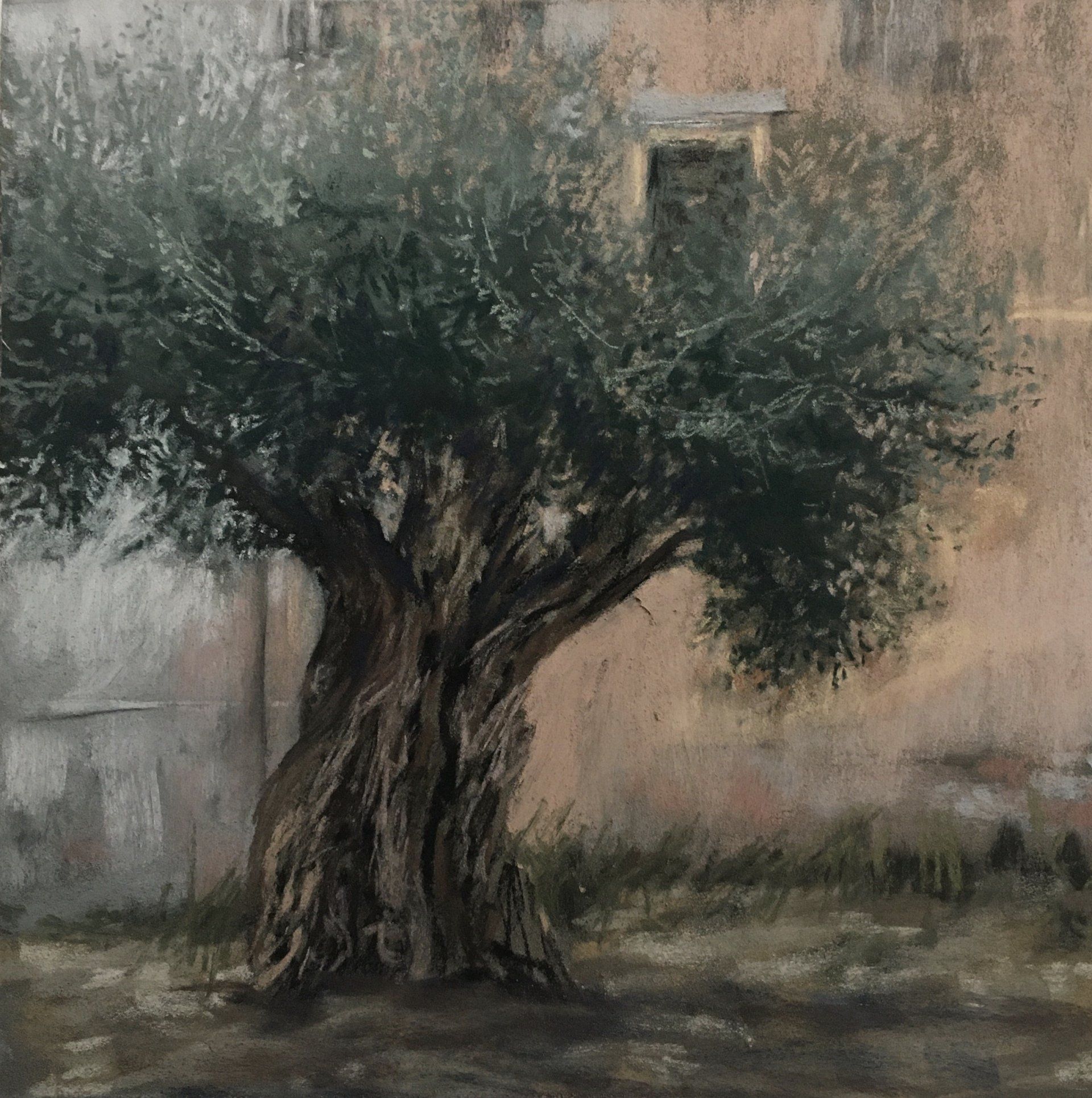 Olivenbaum in Coimbra - Pastell, 30x30cm (2022)