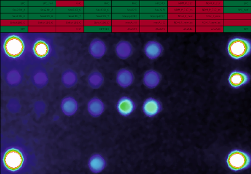false color fluorescence image  (MSSA)
