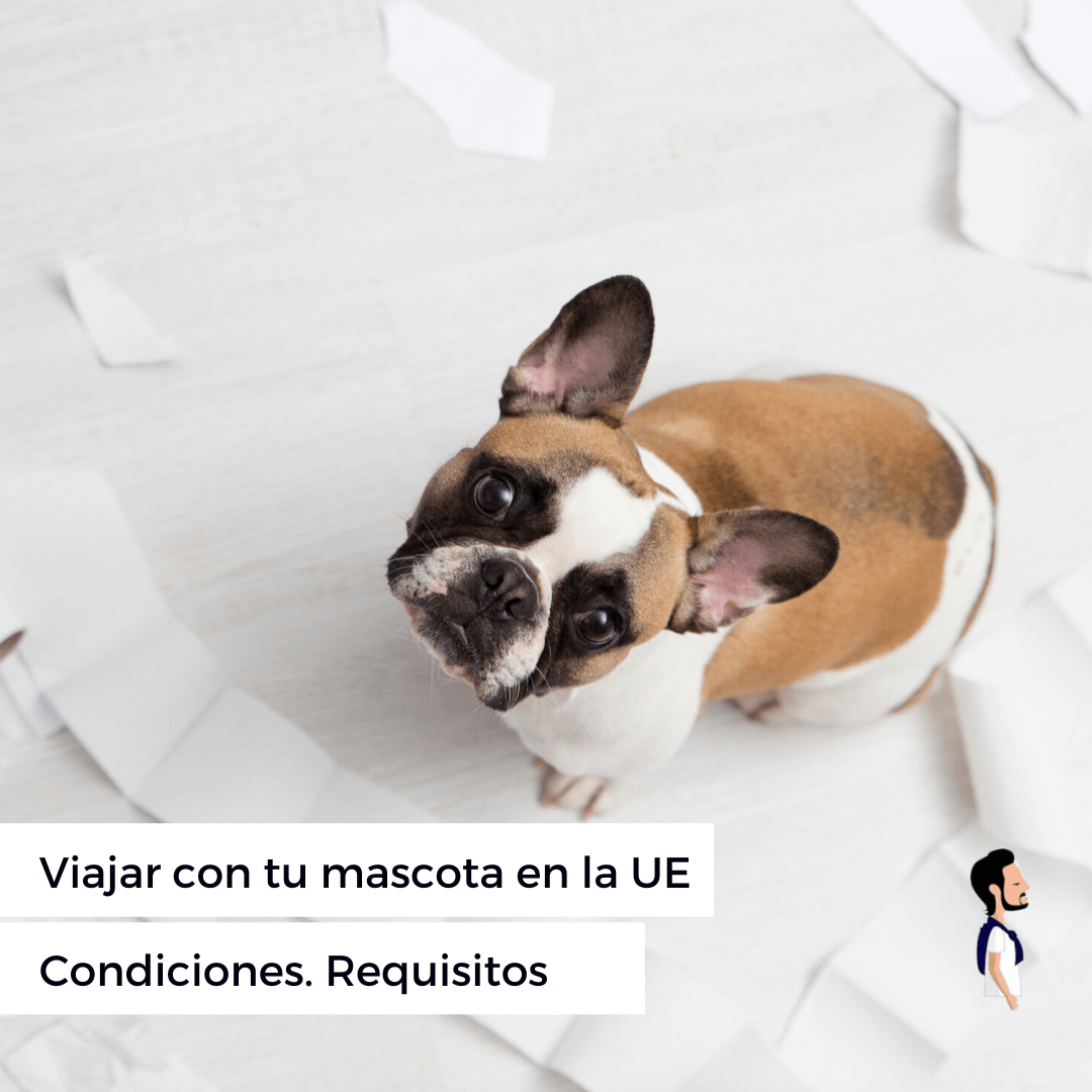 contacta con los helpers mascota-italia