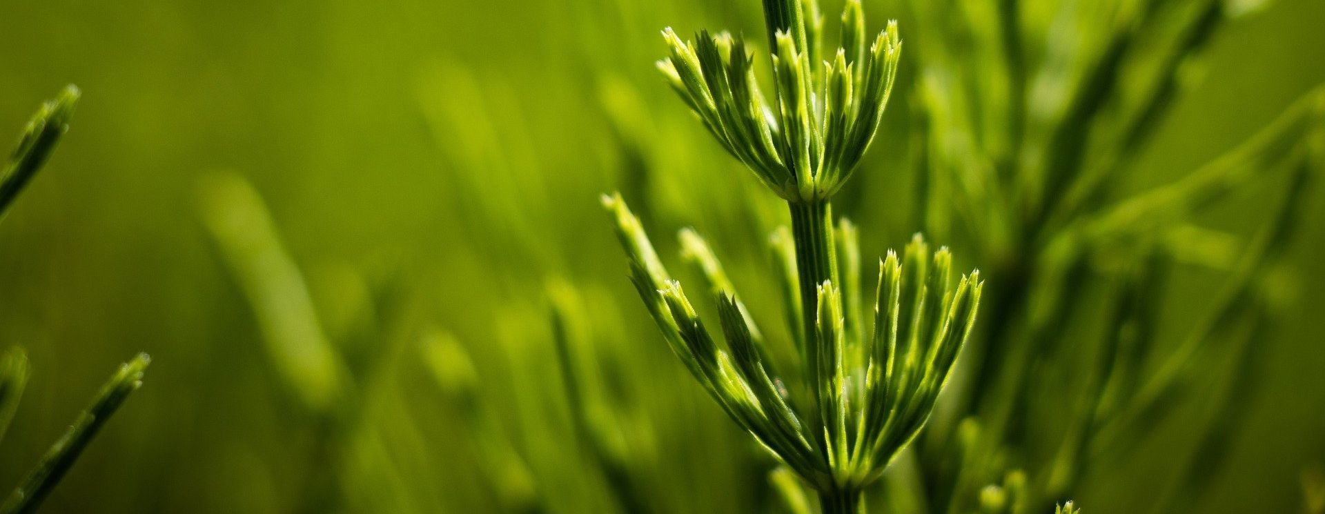 Ackerschachtelhalmbrühe selber machen gegen Krautfäule Ackerschachtelhalmbrühe selber machen gegen Krautfäule