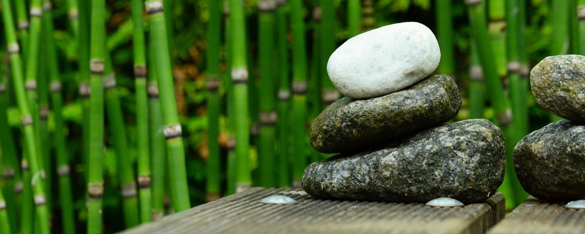 Ist Bambus wirklich nachhaltig Ist Bambus wirklich nachhaltig