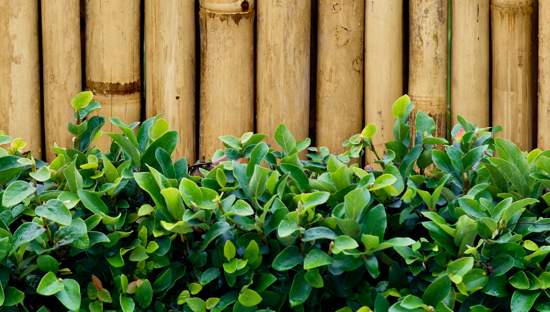 Bambus Sichtschutz und Gartenideen Bambus Sichtschutz und Gartenideen