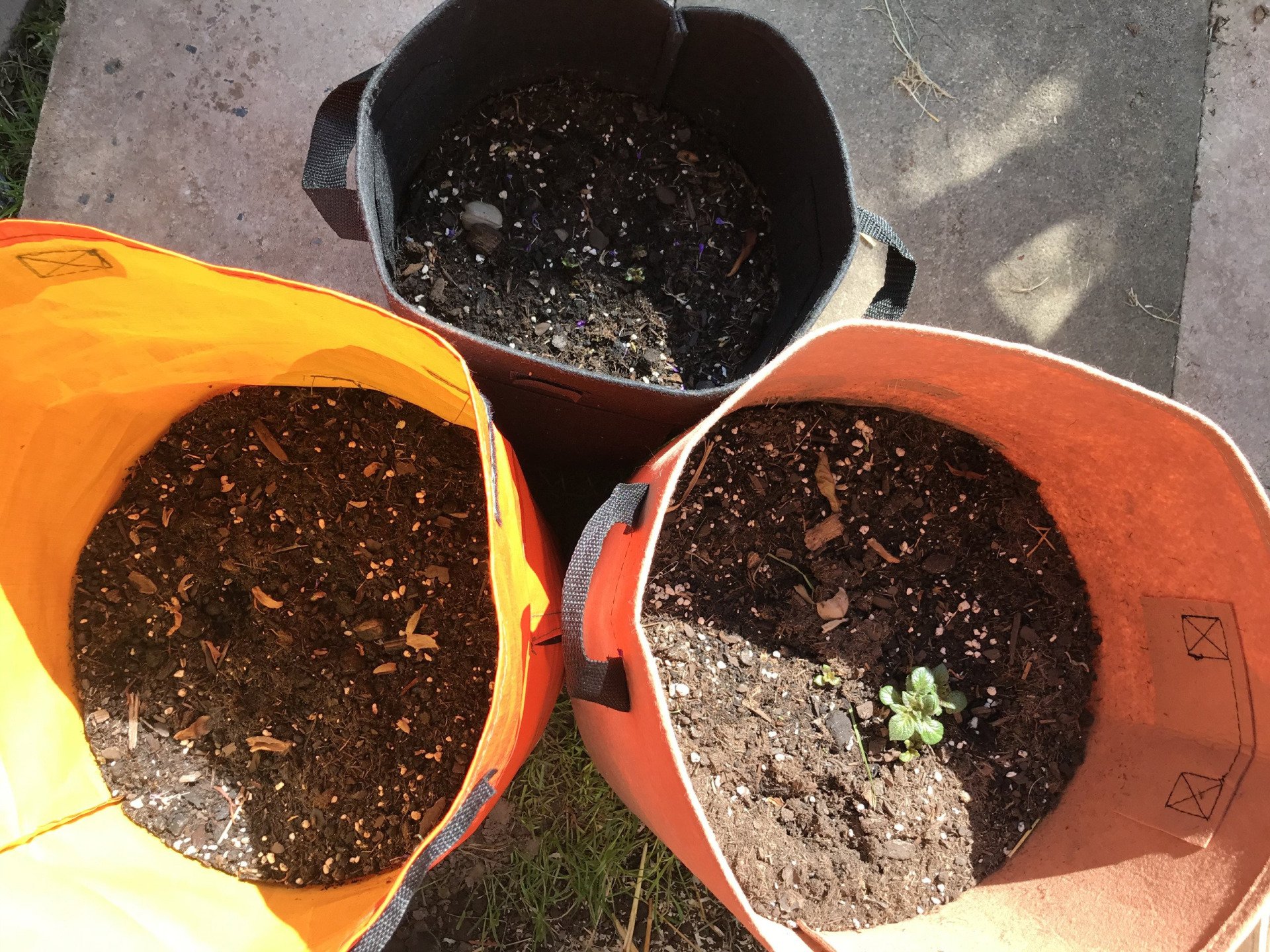 Kartoffeln im Pflanzsack Erfahrung