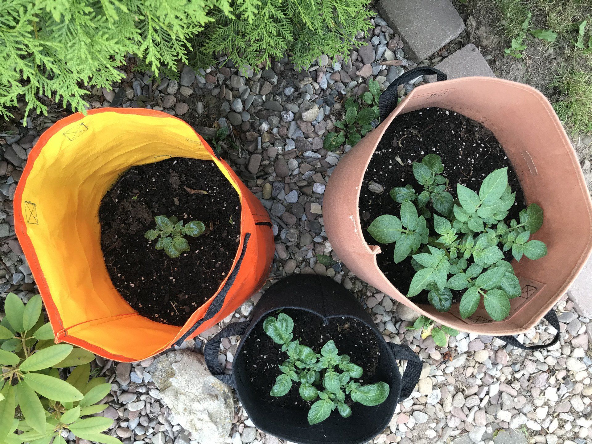 Kartoffeln im Pflanzsack Erfahrung