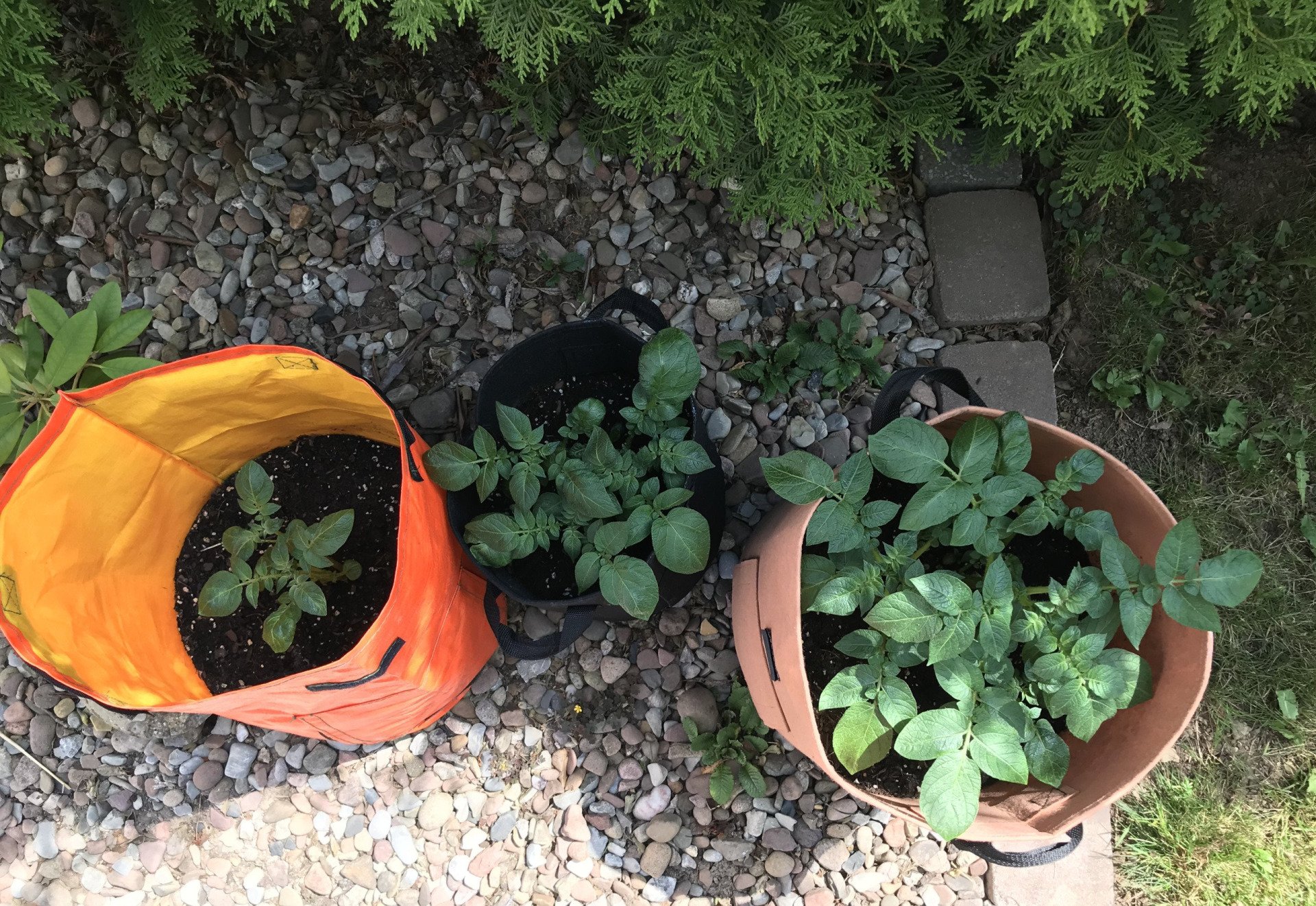 Kartoffeln im Pflanzsack Erfahrung