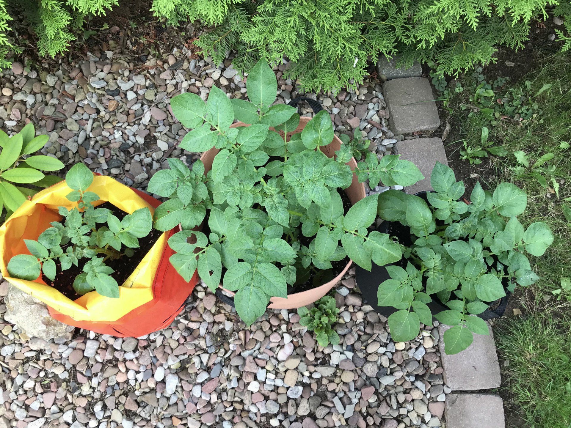 Kartoffeln im Pflanzsack Erfahrung