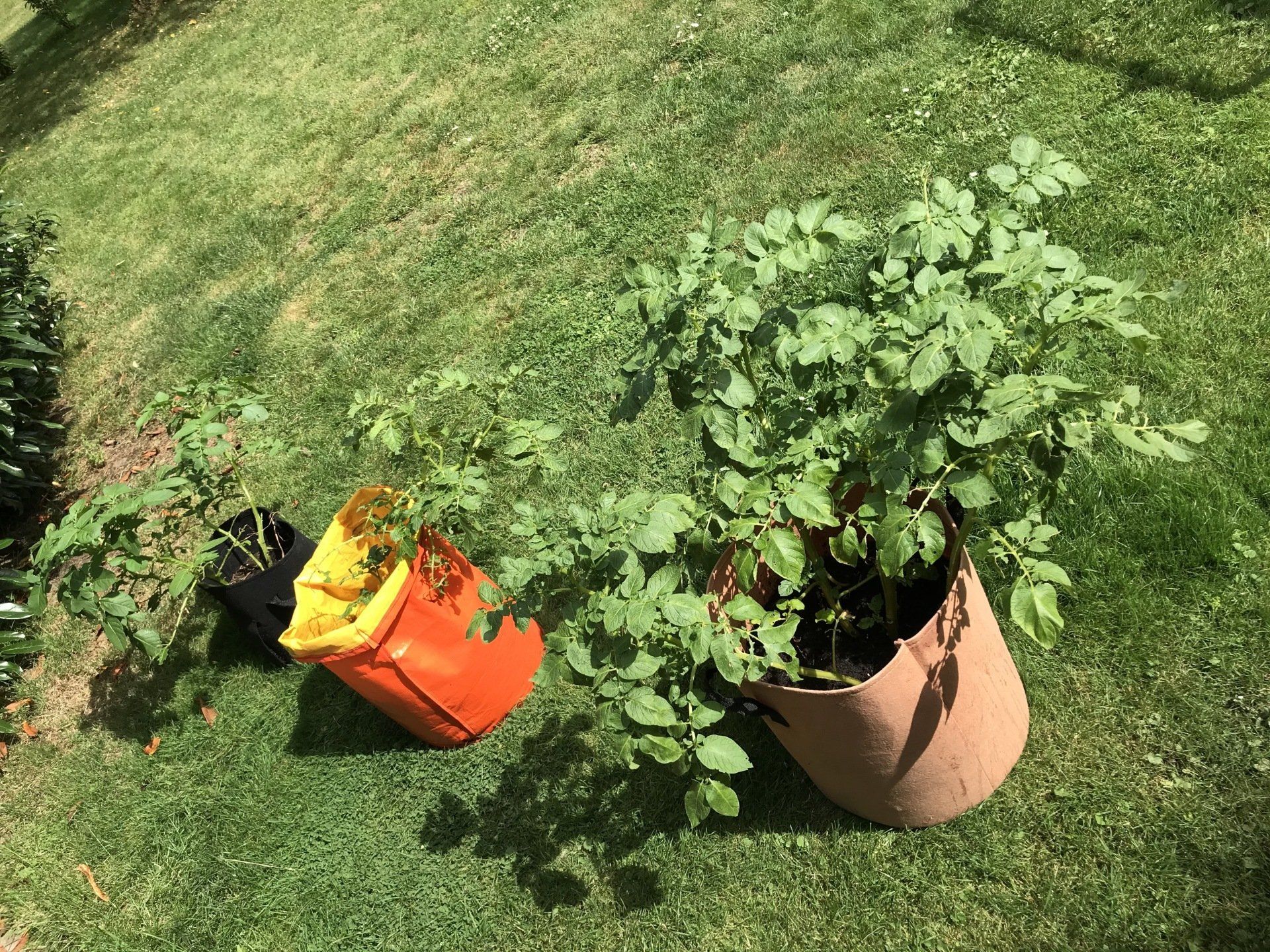 Kartoffeln im Pflanzsack Erfahrung