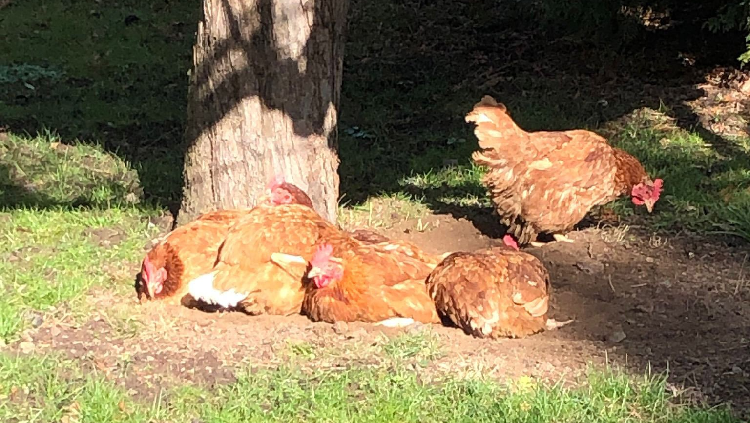 Hühner halten für Anfänger Hühner halten für Anfänger