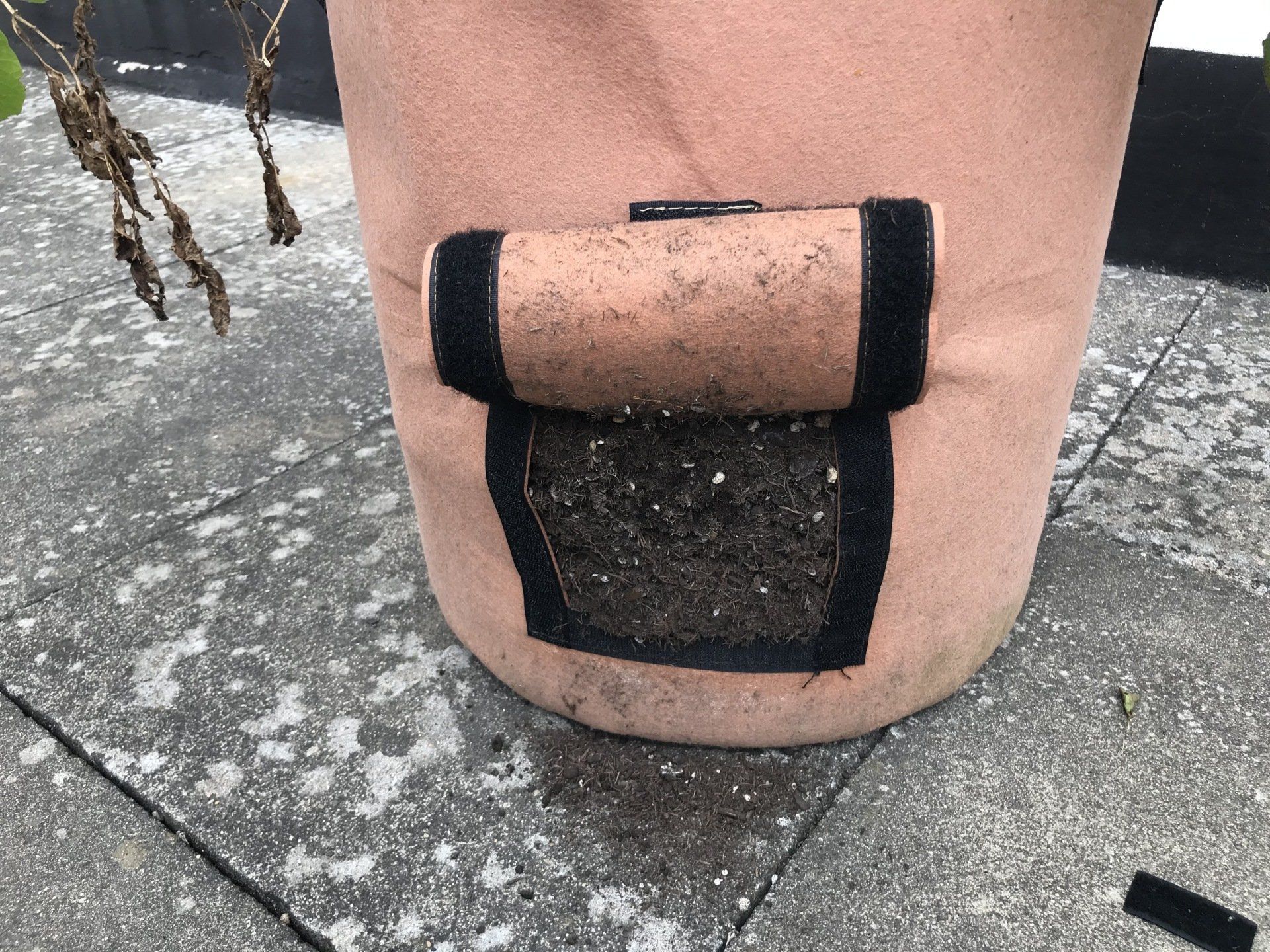 Kartoffeln im Sack anbauen Erfahrung Pflanzsack